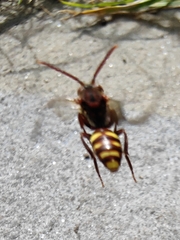 Nomada marshamella