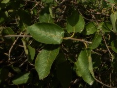 Ficus aculeata