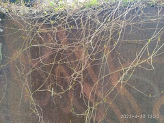 Celastrus flagellaris