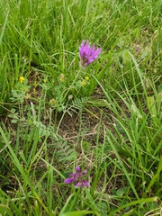 Astragalus onobrychis