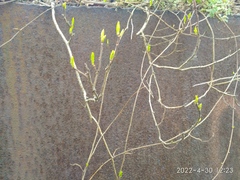 Celastrus flagellaris