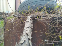 Celastrus flagellaris