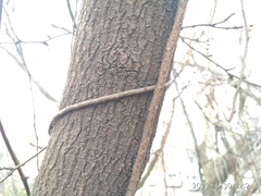 Celastrus flagellaris