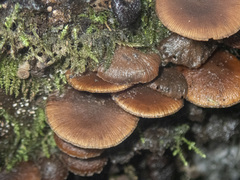 Psathyrella echinata