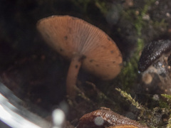 Psathyrella echinata