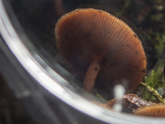 Psathyrella echinata