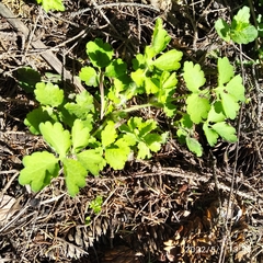 Chelidonium majus
