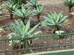 Agave attenuata