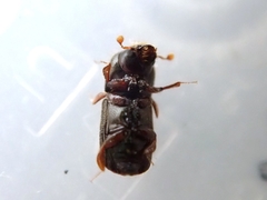 Xylosandrus germanus