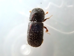 Xylosandrus germanus