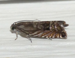 Grapholita eclipsana