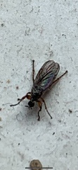 Coelopa