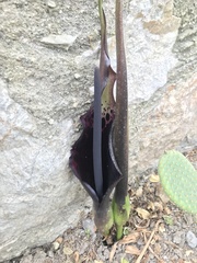 Arum dioscoridis