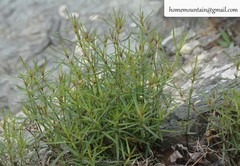 Galium linearifolium