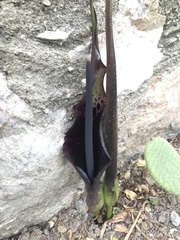Arum dioscoridis