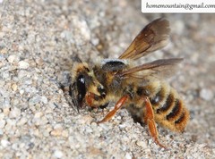 Megachile desertorum