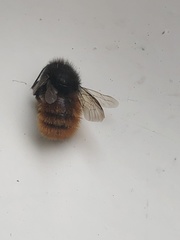 Osmia cornuta