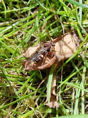 Nomada marshamella