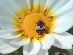 Anthrenus pimpinellae