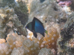 Dascyllus flavicaudus