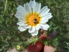 Anthrenus pimpinellae