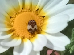 Anthrenus pimpinellae