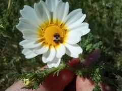 Anthrenus pimpinellae