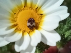 Anthrenus pimpinellae