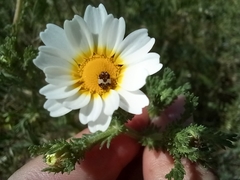 Anthrenus pimpinellae