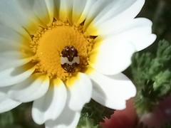 Anthrenus pimpinellae