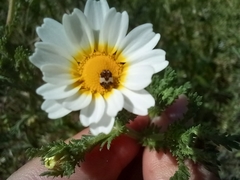 Anthrenus pimpinellae