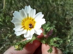 Anthrenus pimpinellae