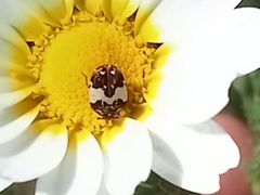 Anthrenus pimpinellae