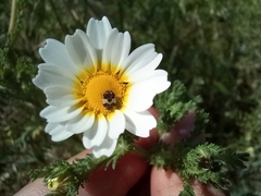 Anthrenus pimpinellae