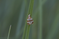 Phalonidia albipalpana