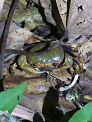 Nanhaipotamon formosanum