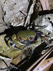 Nanhaipotamon formosanum