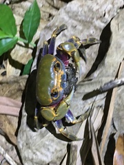 Nanhaipotamon formosanum