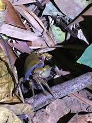 Nanhaipotamon formosanum