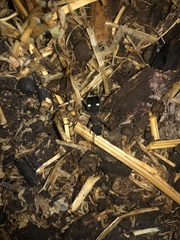 Eccoptoptera cupricollis