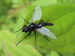 Bibio leucopterus