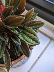 Peperomia