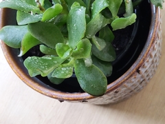 Crassula arborescens arborescens