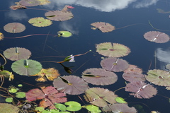 Nymphaea nouchali caerulea