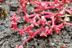 Crassula vaillantii