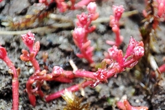 Crassula vaillantii