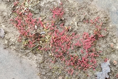 Crassula vaillantii