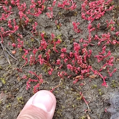 Crassula vaillantii