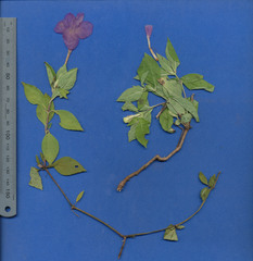 Ruellia hookeriana