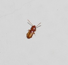 Laemophloeidae